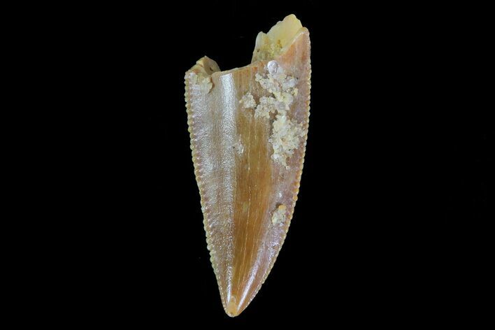 Serrated, Raptor Tooth - Morocco #73288